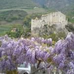 Meli in fiore Val Venosta